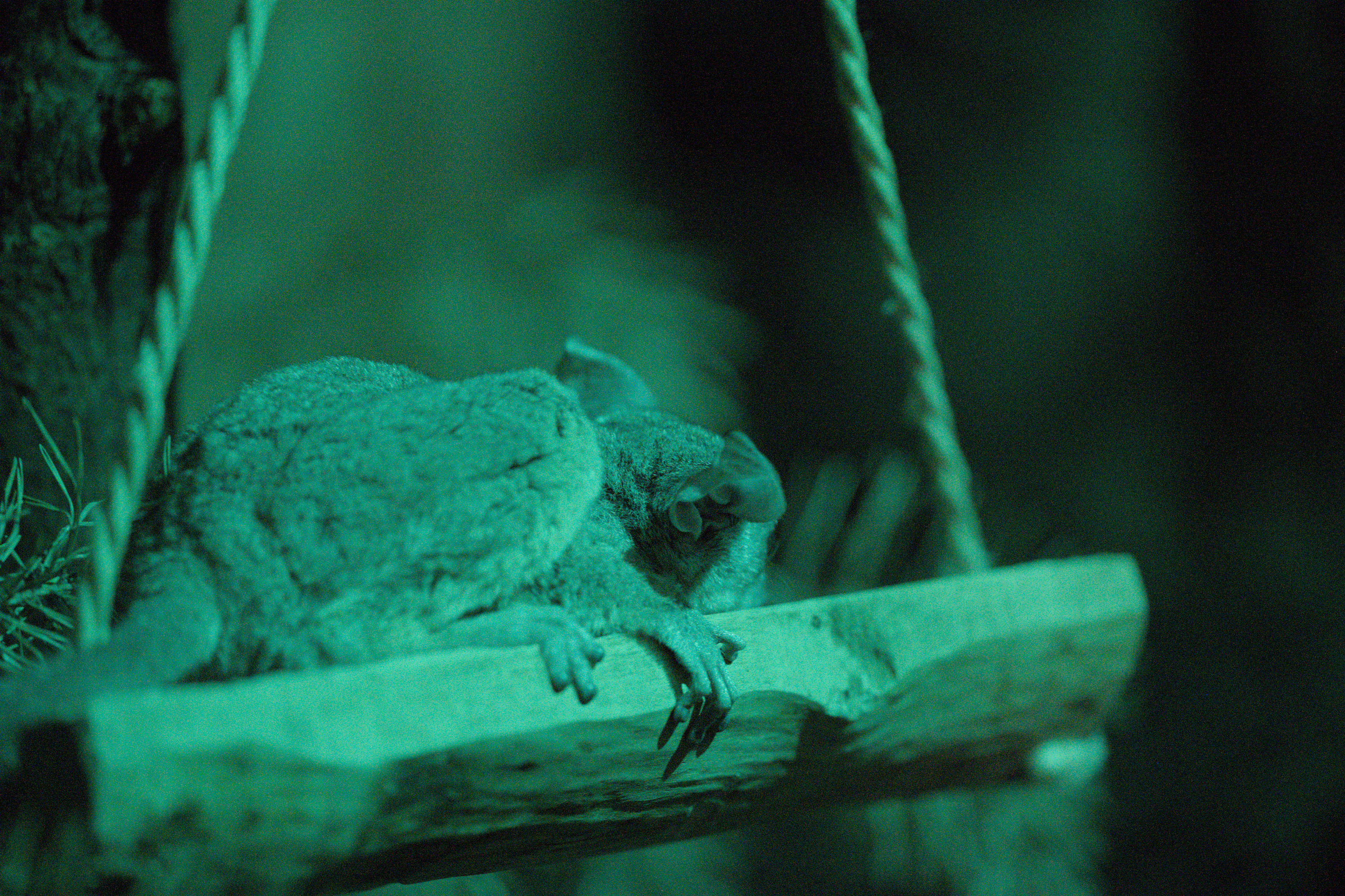 2025/10/12 - zoo/DSC_0290.jpg